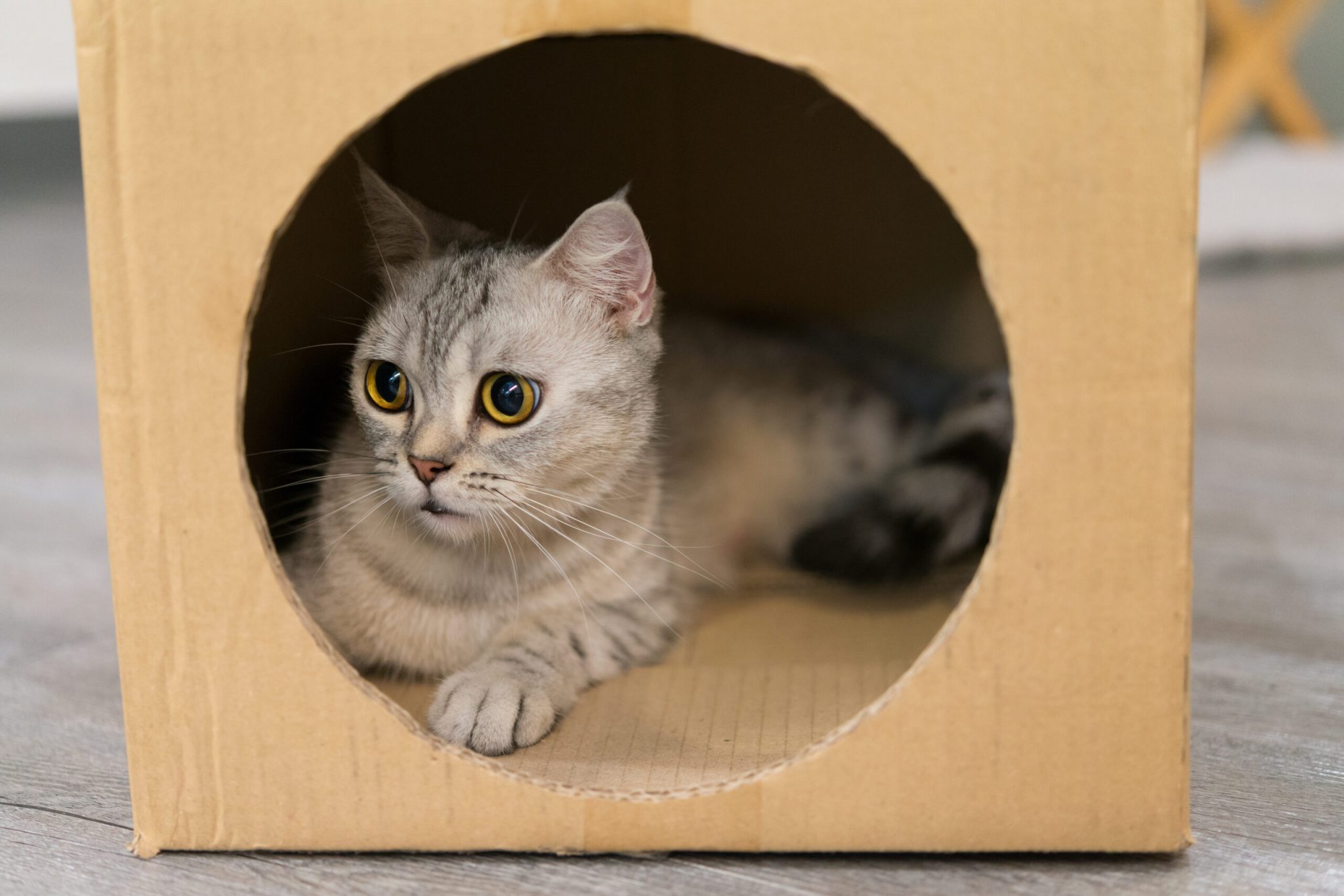 GATOS E CAIXAS DE PAPELÃO | Manual Pet