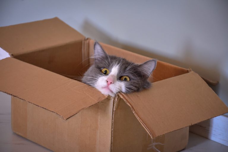 cat sitting box cat portrait scaled 1 | Manual Pet