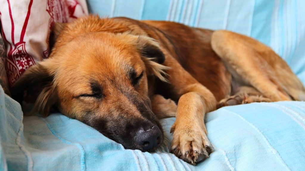cute brown dog sleeping peacefully on the blue covers of a sofa scaled 1 | Manual Pet