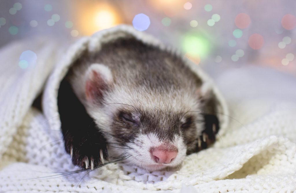 cute ferret sleeping adorable winter pet scaled 1 | Manual Pet