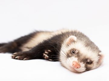 ferret front white background banner copy space scaled 1 | Manual Pet