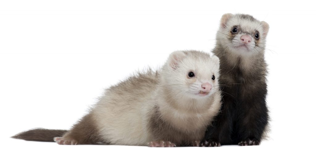 ferret ion white isolated scaled 1 | Manual Pet