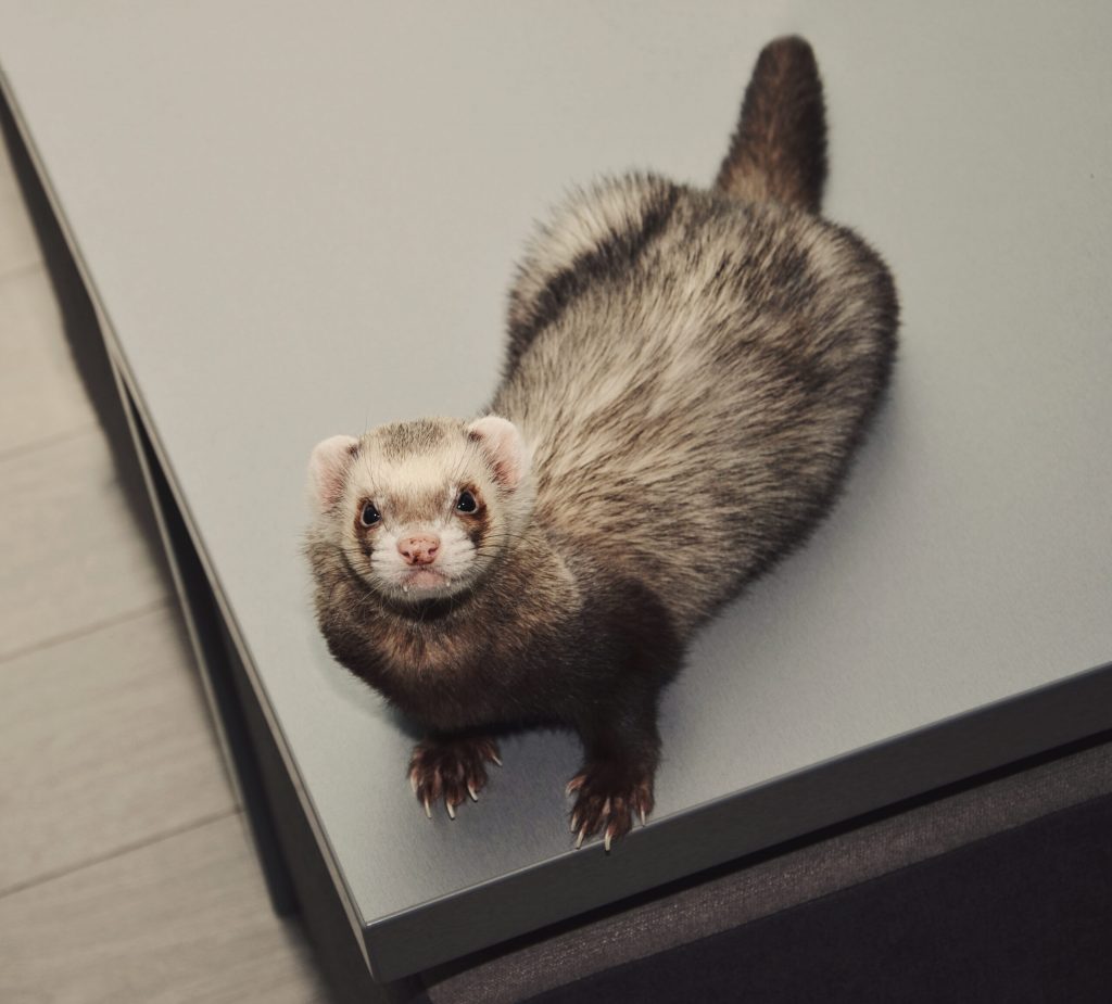 funny ferret is sitting table looking up top view scaled 1 | Manual Pet