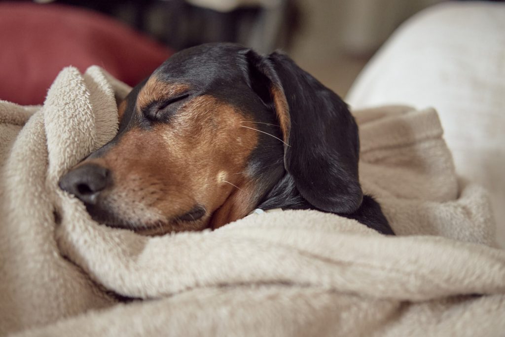 greek hound dog sleeping comfortably tucked towel scaled 1 | Manual Pet