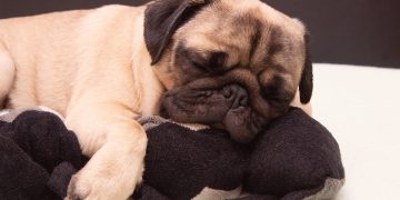 pug dog sleeping with a plush toy cat on bed scaled 1 | Manual Pet