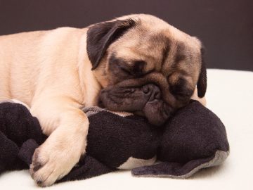 pug dog sleeping with a plush toy cat on bed scaled 1 | Manual Pet