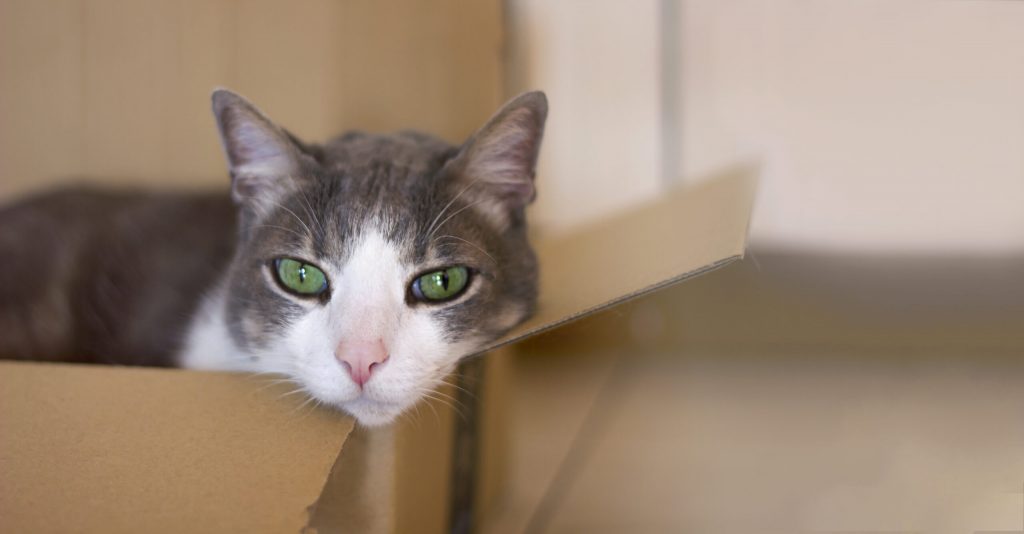 sad beautiful domestic graywhite cat with green eyes lies lonely cardboard box indoors scaled 1 | Manual Pet