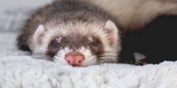 young ferret baby posing bed scaled 1 | Manual Pet