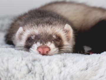 young ferret baby posing bed scaled 1 | Manual Pet