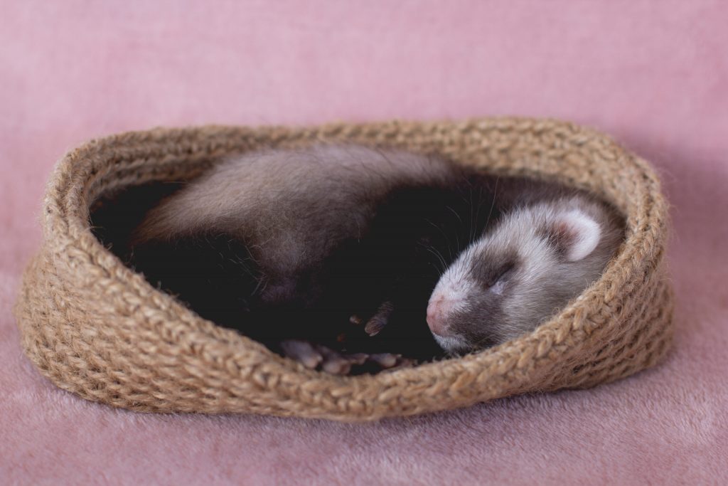 young ferret baby posing bed1 scaled 1 | Manual Pet