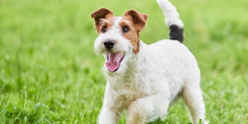 adorable happy fox terrier dog park1 | Manual Pet