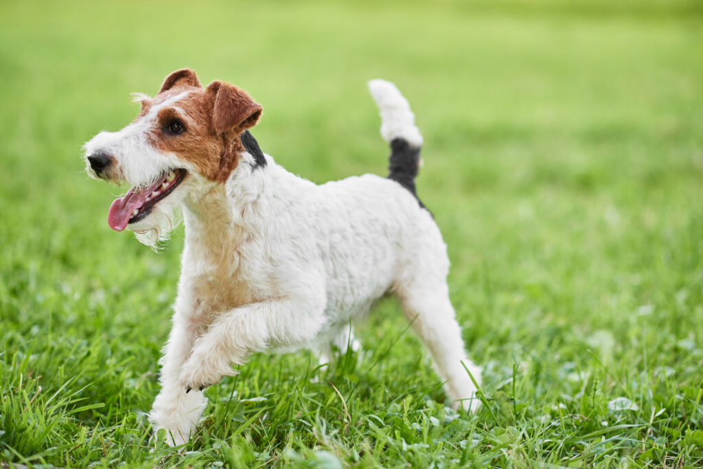 adorable happy fox terrier dog park2 | Manual Pet