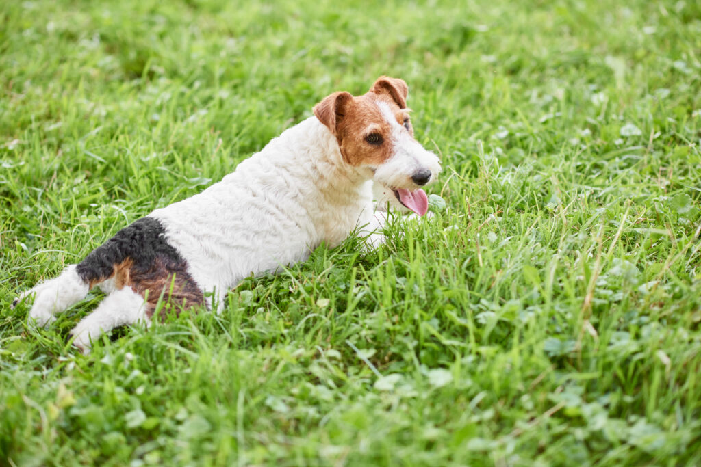 adorable happy fox terrier dog park3 | Manual Pet