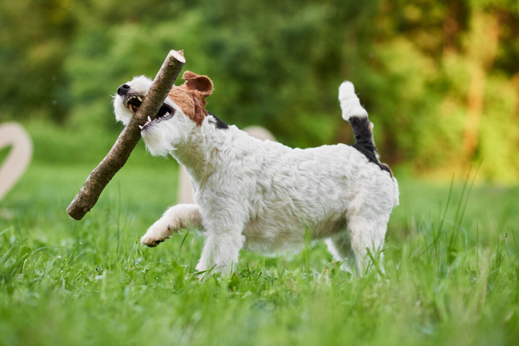 adorable happy fox terrier dog park4 | Manual Pet