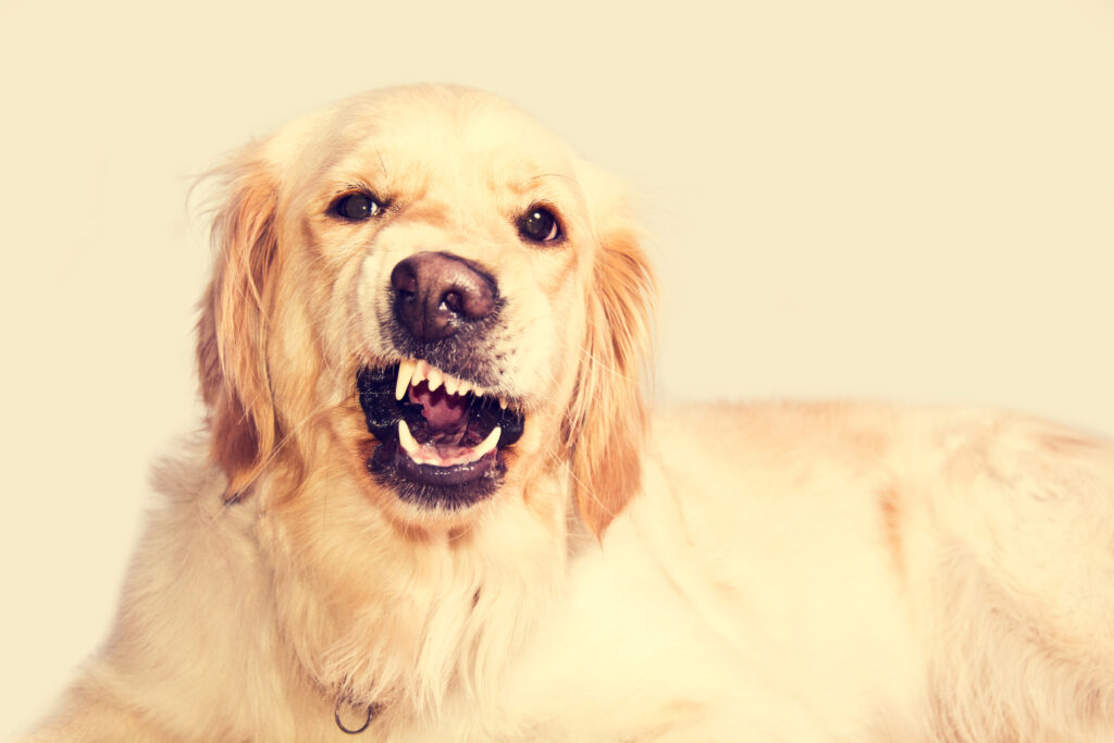 angry golden retriever dog | Manual Pet