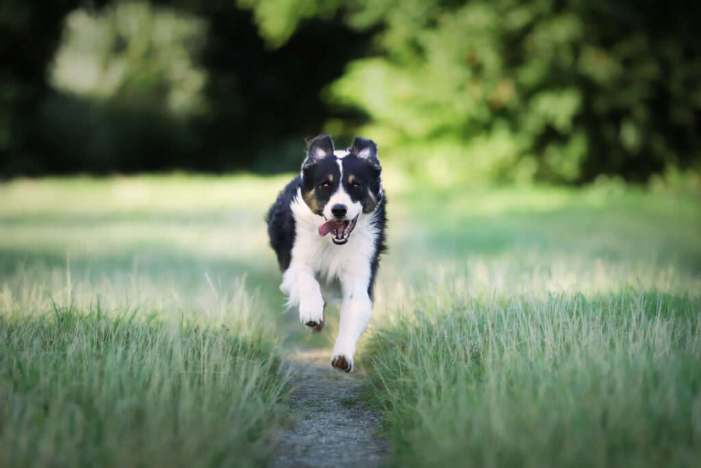 closeup border collie dog running field | Manual Pet