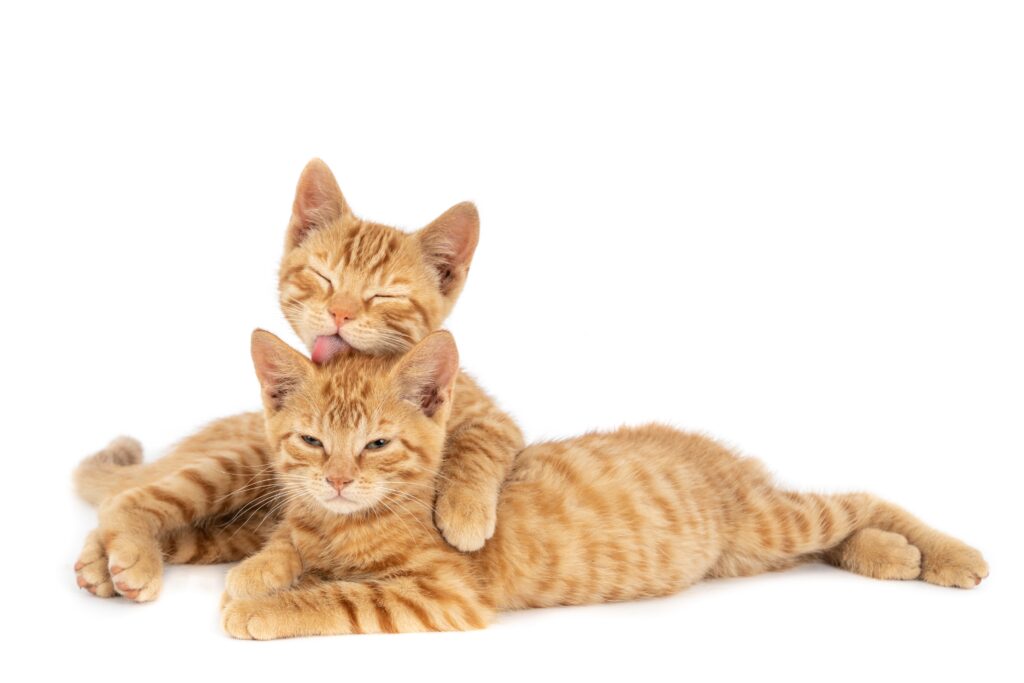 closeup shot one ginger cat hugging licking other isolated white wall | Manual Pet
