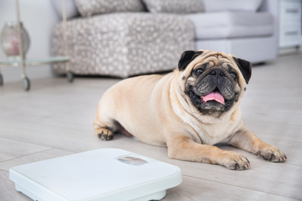cute overweight pug floor with weight scale home | Manual Pet