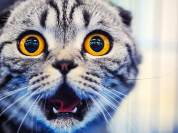 cute shocked cat with yellow eyes | Manual Pet
