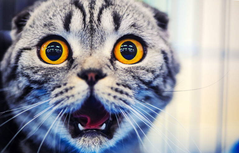 cute shocked cat with yellow eyes | Manual Pet