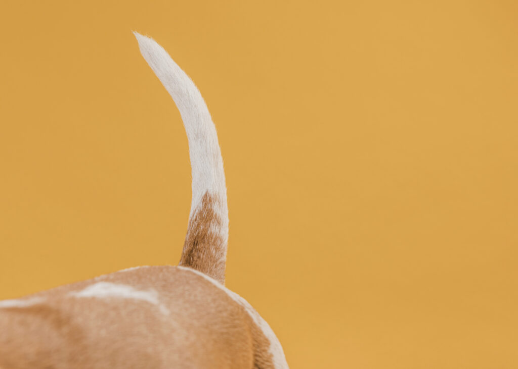 dog tail front yellow wall | Manual Pet