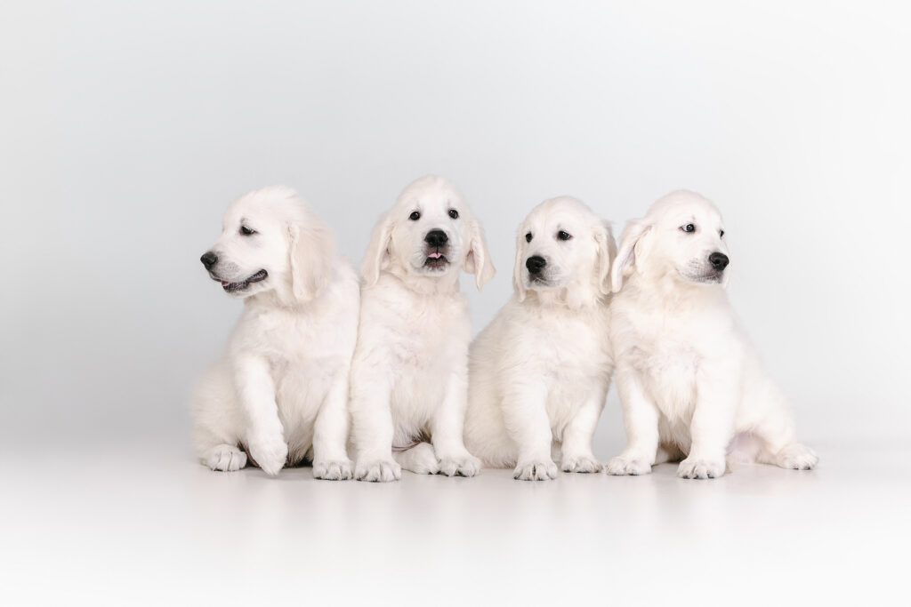 english cream golden retrievers posing cute playful doggies purebred pets looks playful cute isolated white wall concept motion action movement dogs pets love copyspace | Manual Pet