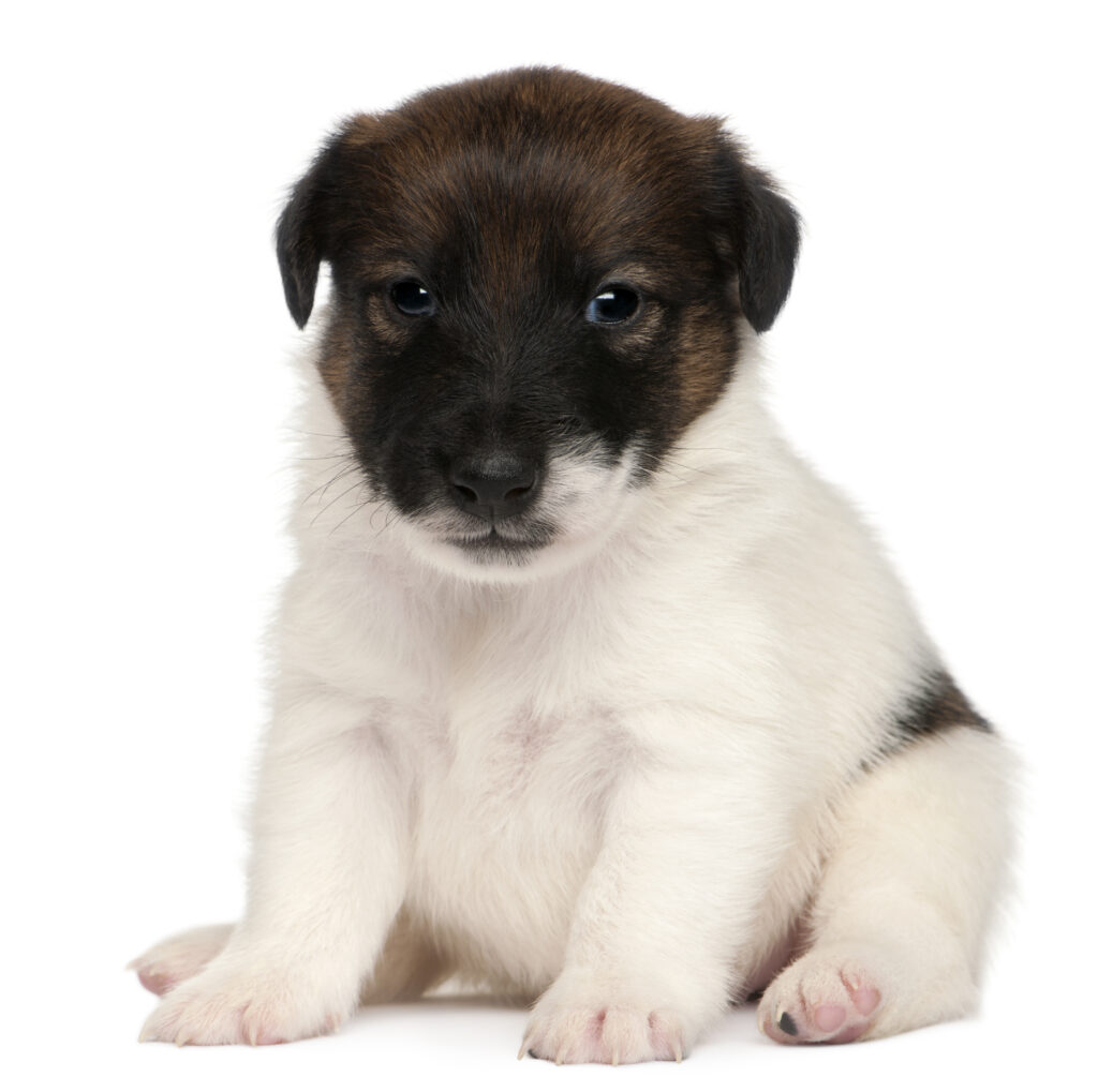 fox terrier puppy 1 month old sitting | Manual Pet