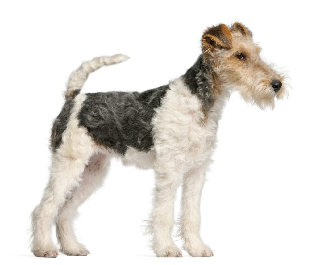 fox terrier puppy 4 months old front white | Manual Pet