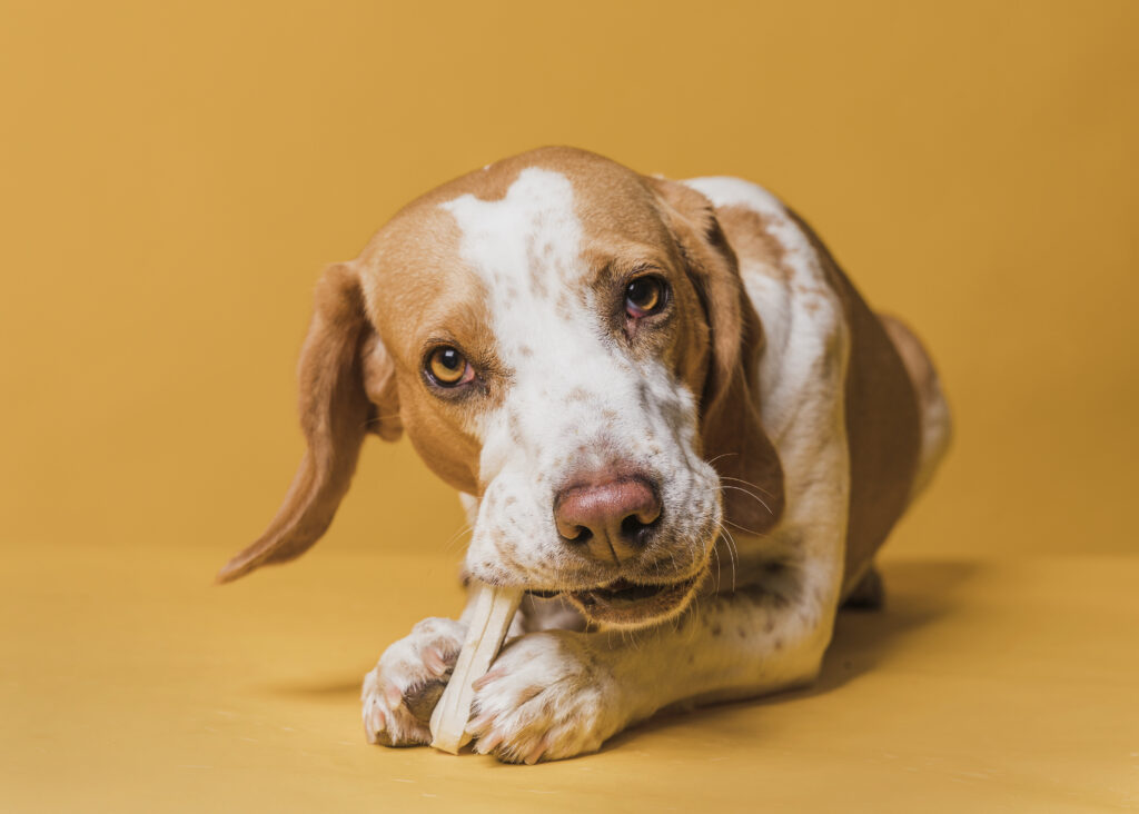 happy adorable dog eating bone | Manual Pet