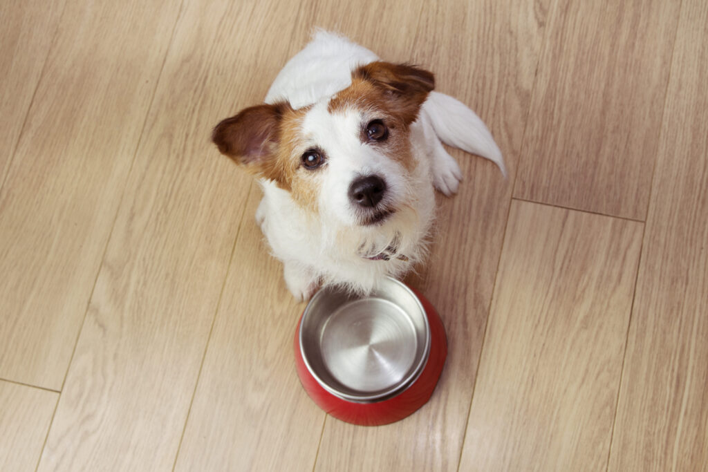 hungry dog food with red empty bowl high angle view | Manual Pet
