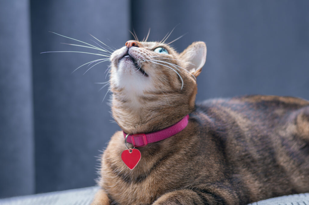 image playful purebred bengal cat pink collar concept caring love pets mixed media | Manual Pet