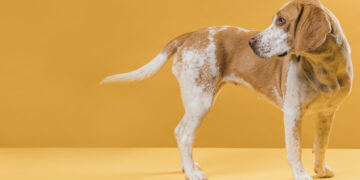 lateral view dog looking his tail | Manual Pet
