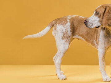 lateral view dog looking his tail | Manual Pet