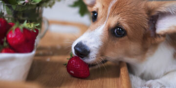 portrait red welsh corgi pembroke puppy eats strawberries home | Manual Pet