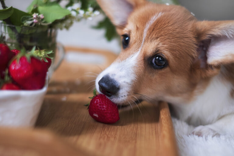 portrait red welsh corgi pembroke puppy eats strawberries home | Manual Pet