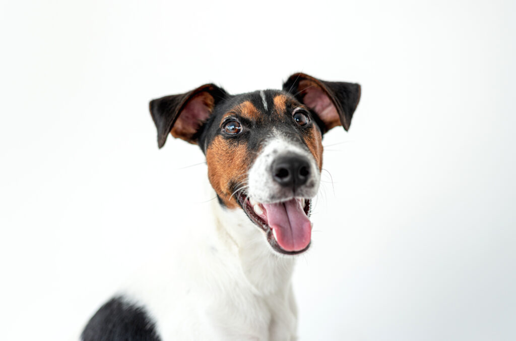 portrait smooth fox terrier dog | Manual Pet