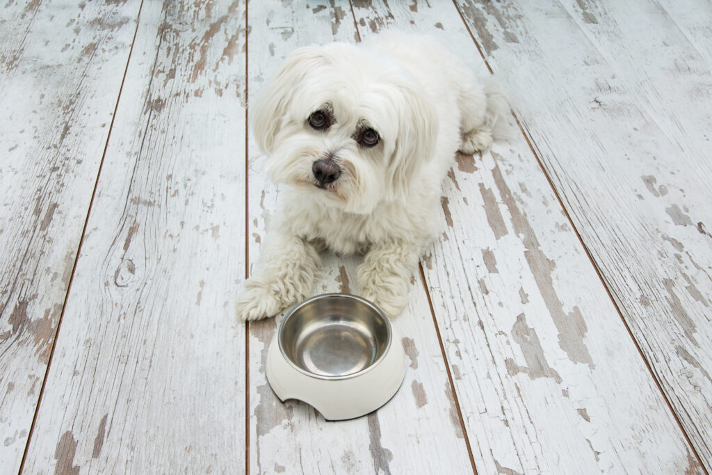 sad maltese dog begging food empty bowl lying down tilting head side vintage parquet | Manual Pet