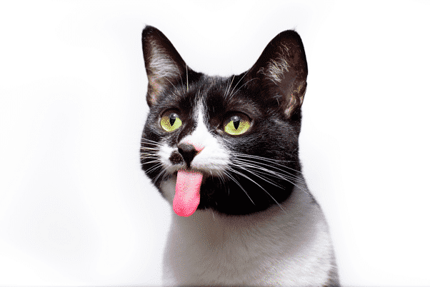 selective focus black white adorable cat with its tongue out | Manual Pet