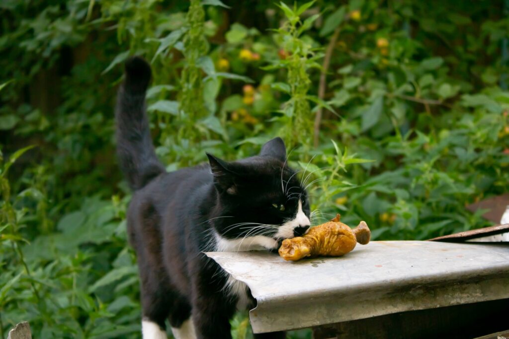skinny black white mustachioed hungry homeless cat takes delicious chicken leg | Manual Pet