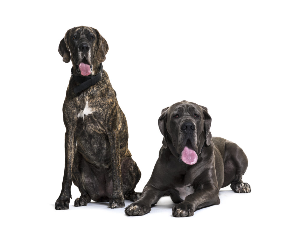 two great dane dogs together sitting lying down panting cut out | Manual Pet