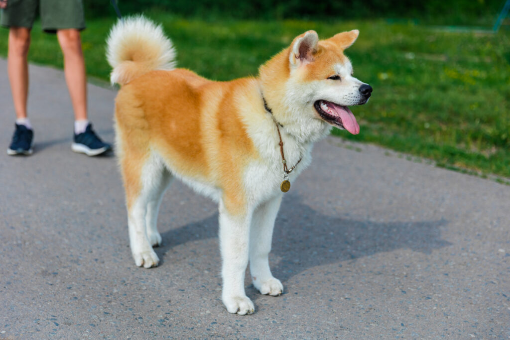 akita inu dog standing gray asphalt road | Manual Pet