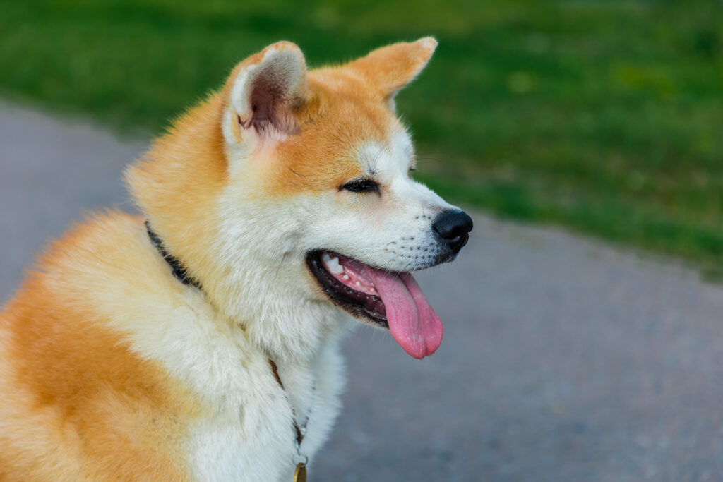 akita inu dog standing gray asphalt road1 | Manual Pet