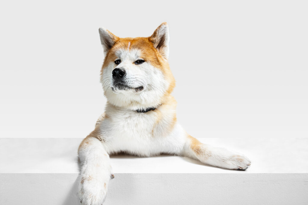 akita inu young dog is posing cute white braun doggy pet is lying looking happy isolated white background studio photoshot negative space insert your text image front view | Manual Pet