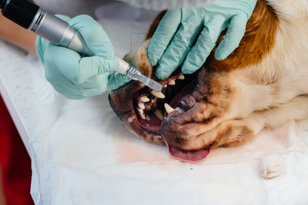 beautiful thoroughbred dog is given dental cleaning dental procedures modern veterinary clinic1 | Manual Pet