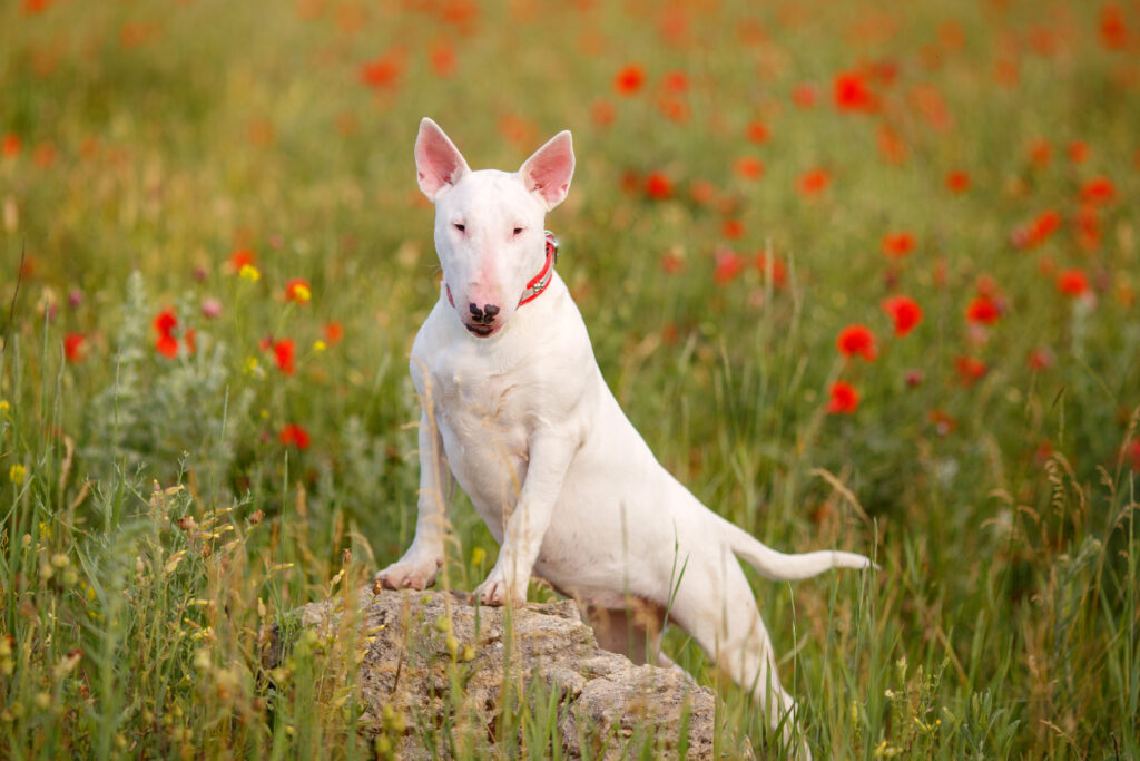 bull terrier dog walks field poppies | Manual Pet