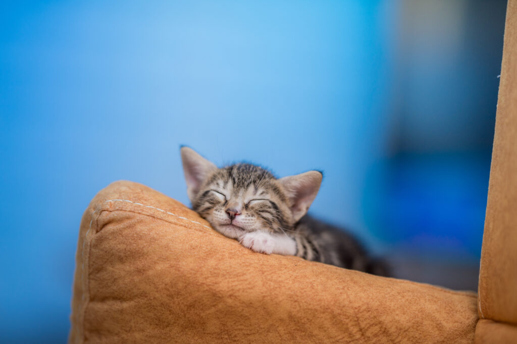 closeup cute kitten resting sofa | Manual Pet