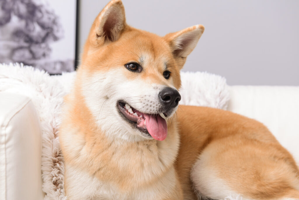 cute akita inu dog sofa home | Manual Pet