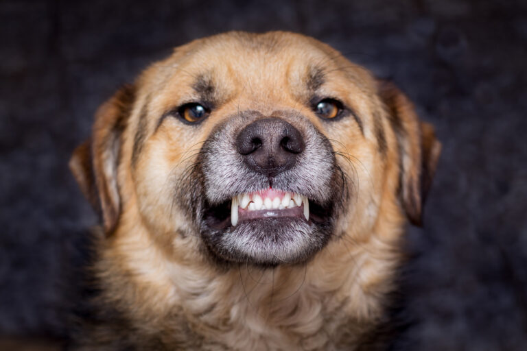 Cachorro feliz | Manual Pet