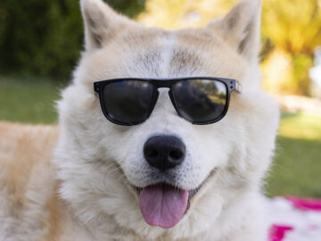 dog with sunglasses summer concept happy | Manual Pet