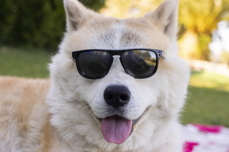 dog with sunglasses summer concept happy | Manual Pet